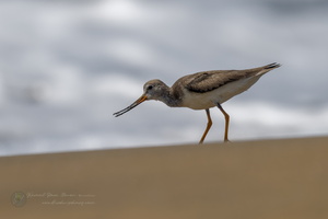 Terek sandpiper (Xenus cinereus) (2)