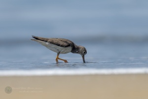 Terek sandpiper (Xenus cinereus) (3)