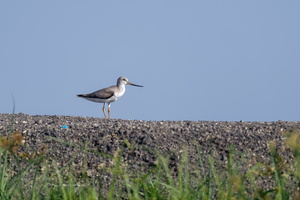 Terek sandpiper (Xenus cinereus) (5)