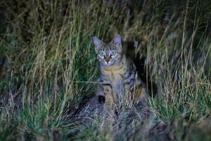 The Asiatic wildcat (Felis lybica ornata) (1)