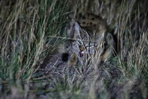 The Asiatic wildcat (Felis lybica ornata) (2)