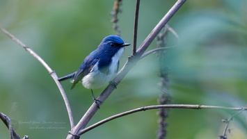 Ultramarine Flycatcher (Ficedula superciliaris) (1)