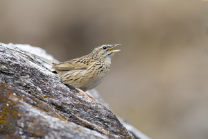 Upland Pipit (Anthus sylvanus)