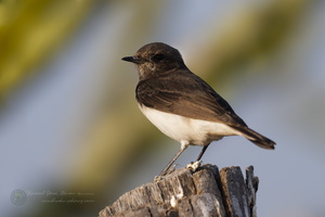 Variable Wheatear (Oenanthe picata)