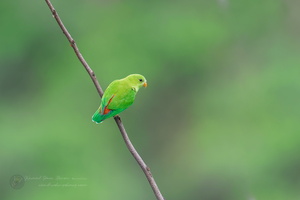 Vernal Hanging Parrot (Loriculus vernalis) (1)