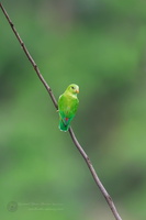 Vernal Hanging Parrot (Loriculus vernalis) (2)