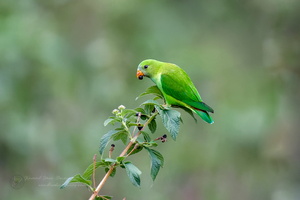 Vernal Hanging Parrot (Loriculus vernalis)