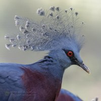 Victoria crowned pigeon (Goura victoria) (1)
