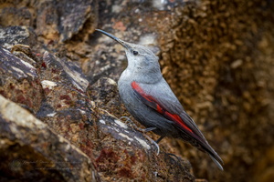 wallcreeper (Tichodroma muraria) (1)