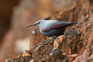 wallcreeper (Tichodroma muraria) (2)