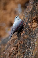 wallcreeper (Tichodroma muraria) (4)