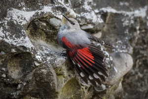 Wallcreeper (Tichodroma muraria)