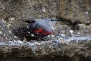 Wallcreeper (Tichodroma muraria)01