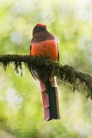 Ward&#039;s Trogon (Harpactes wardi)