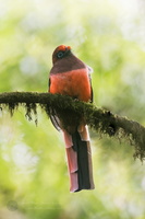 Ward&#039;s Trogon (Harpactes wardi)01