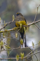 Ward&#039;s Trogon (Harpactes wardi)02