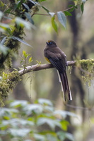 Ward&#039;s Trogon (Harpactes wardi)03
