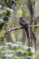 Ward&#039;s Trogon (Harpactes wardi)04