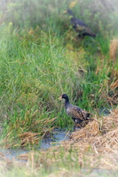 watercock (Gallicrex cinerea)