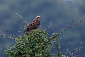 western marsh harrier (Circus aeruginosus) (1)