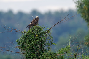 western marsh harrier (Circus aeruginosus) (2)