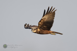 Western marsh harrier (Circus aeruginosus)01