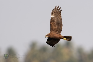 Western marsh harrier (Circus aeruginosus)02