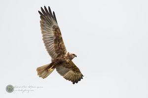 Western Marsh-harrier (Circus aeruginosus)