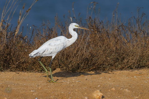 Western Reef-egret (Egretta gularis) (1)