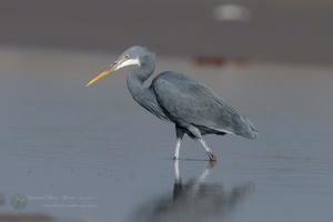 Western Reef-egret (Egretta gularis) (2)