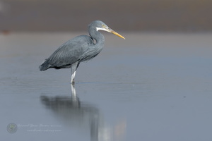 Western Reef-egret (Egretta gularis) (3)