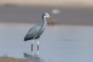 Western Reef-egret (Egretta gularis) (4)