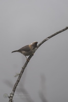 Whiskered Yuhina (Yuhina flavicollis)