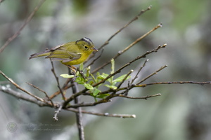 Whistlers Warbler (Phylloscopus whistleri)