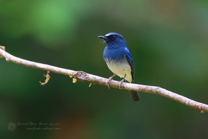 White-bellied Blue Flycatcher (Cyornis pallidipes) 