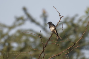 White-bellied Drongo (Dicrurus caerulescens) 