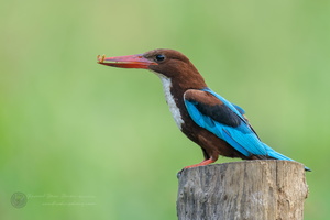 White-breasted Kingfisher (Halcyon smyrnensis)