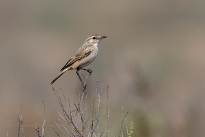 White-browed Bushchat (Saxicola macrorhynchus) (1)