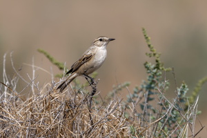 White-browed Bushchat (Saxicola macrorhynchus) (2)