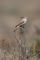 White-browed Bushchat (Saxicola macrorhynchus) (3)