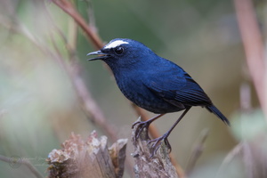 White-browed shortwing (Brachypteryx montana) (1)