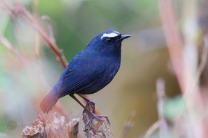 White-browed shortwing (Brachypteryx montana) (2)