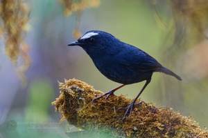 White-browed shortwing (Brachypteryx montana) (3)