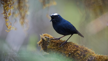 White-browed shortwing (Brachypteryx montana) (4)