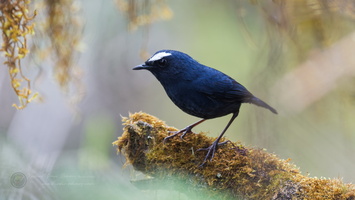 White-browed shortwing (Brachypteryx montana) (5)