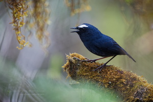 White-browed shortwing (Brachypteryx montana) (6)