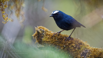 White-browed shortwing (Brachypteryx montana) (7)