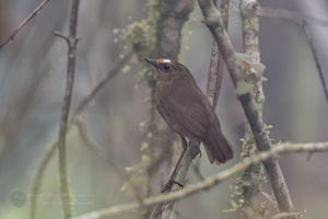 White-browed Shortwing (Brachypteryx montana)