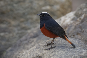 White-capped redstart (Chaimarrornis leucocephalus) (1)