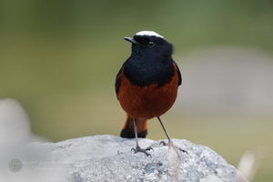 White-capped redstart (Chaimarrornis leucocephalus) (2)